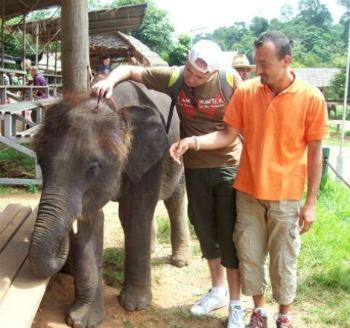 Chiang Mai piccolo elefante