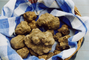 Ti piace il tartufo? Allora devi visitare San Miniato